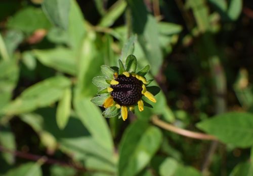 wild black-eyed susan opening wildflower flower