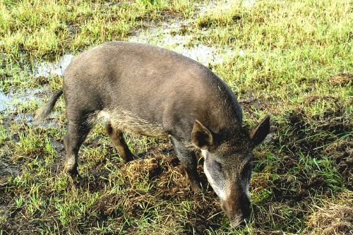 Wild Boar