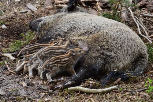 wild boar hog wild piglet