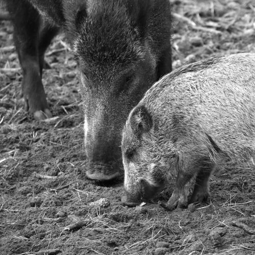 wild boar animal nature