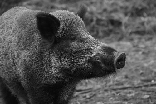 wild boar animal nature