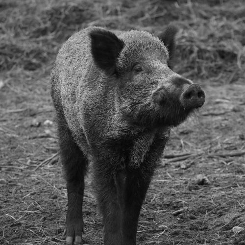 wild boar animal nature