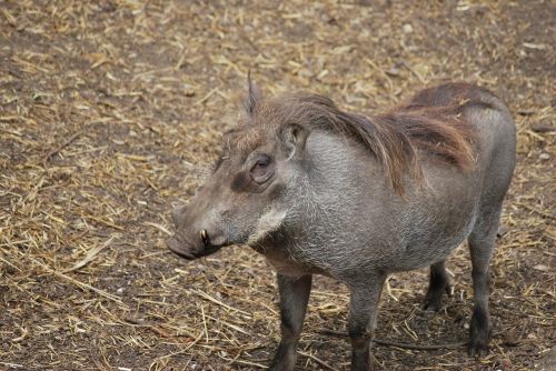 wild-boar boar mammal