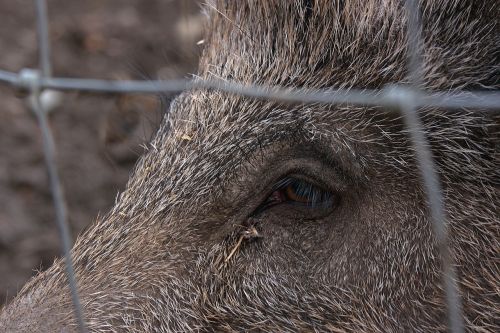 wild boar schwarzkittel berserk eye