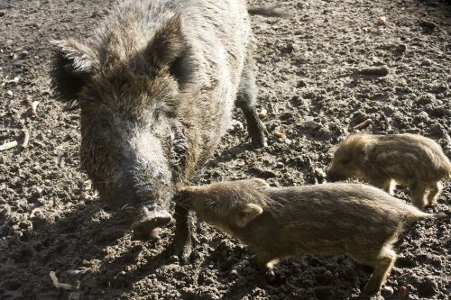 wild boar bache little pig