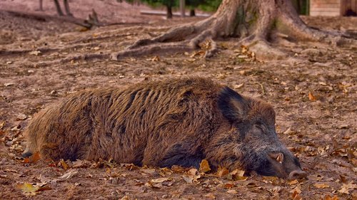 wild boar  autumn  sleeping wild boar