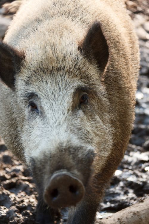 Wild Boar Portrait