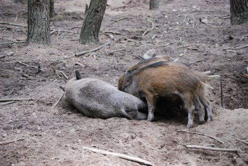wild boars pigs little pig