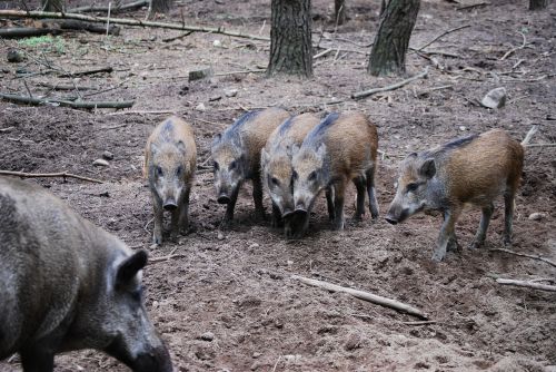 wild boars group brothers and sisters