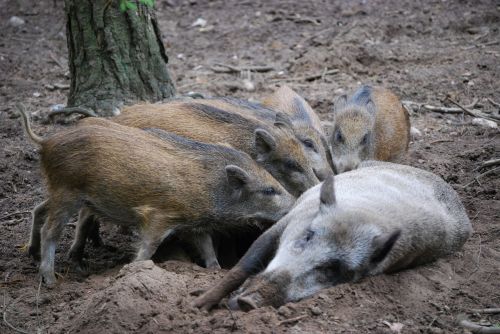 wild boars family bache