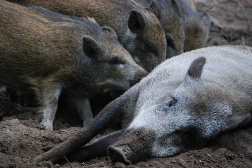 wild boars little pig bache
