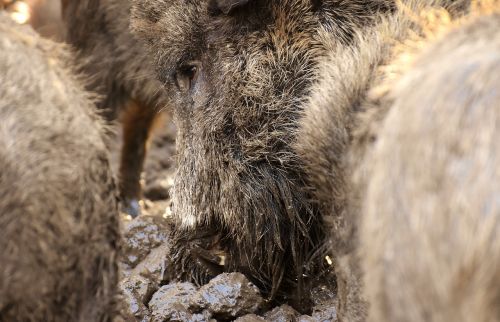 wild boars animals mud