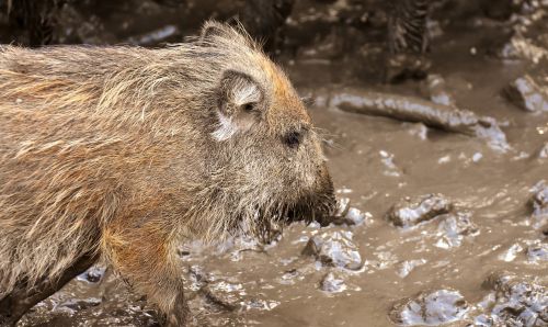 wild boars animals mud