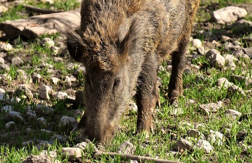 wild boars  pigs  nature