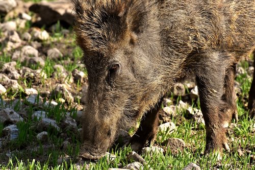 wild boars  pigs  nature