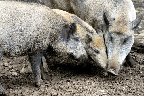 wild boars  wild boar  deer park