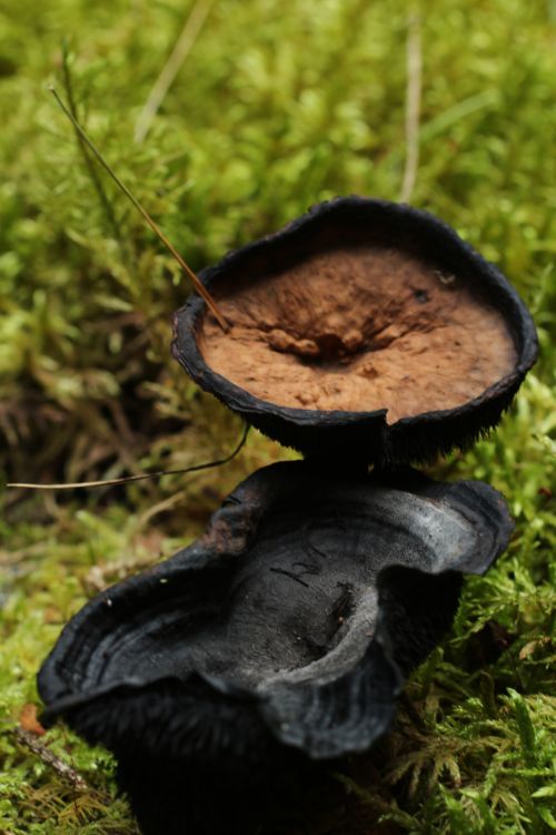 Wild Brown Black Mushroom Moss