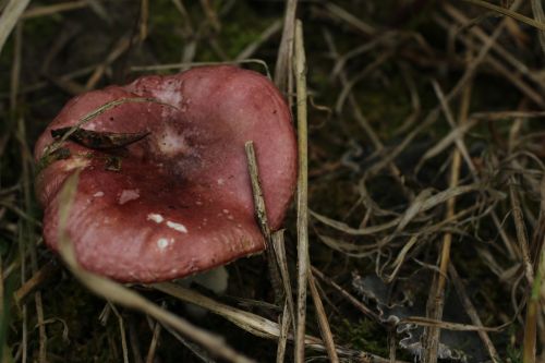 Wild Brown Red Mushroom Moss