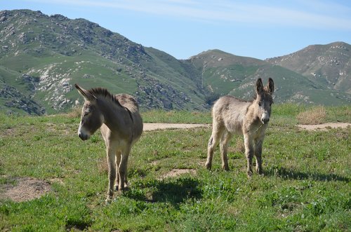 wild burro  california  animal