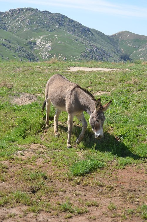 wild burro  california  mountainous