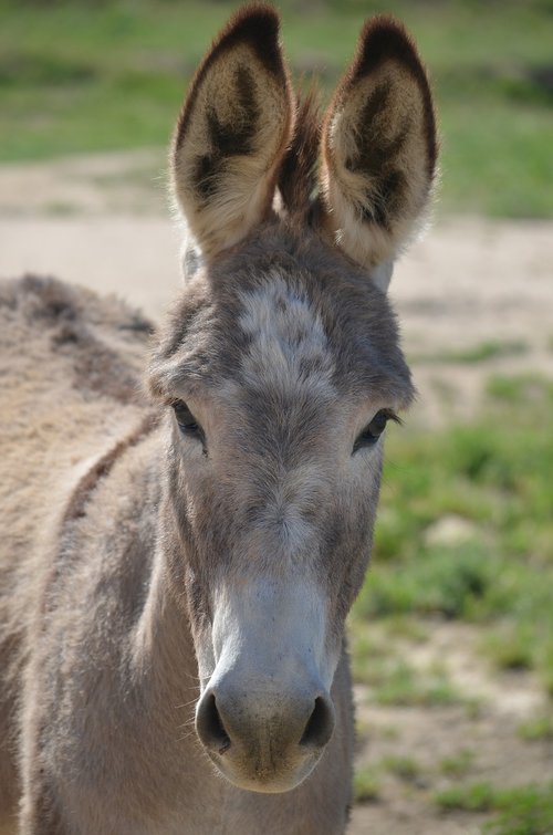 wild burro  animal  mammal