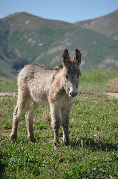 wild burro baby  mountains  mammal