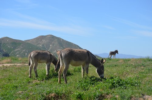 wild burros  california burros  animal