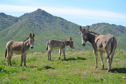 wild burros  mountain pasture  mammal