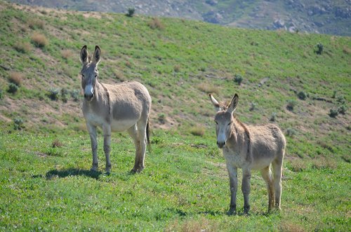 wild burros  nature  mammal