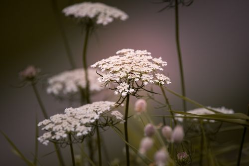 wild carrot flowers white