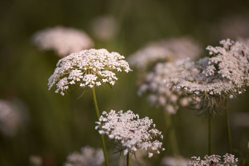 wild carrot flowers white