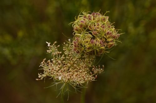 wild carrot daucus carota plant