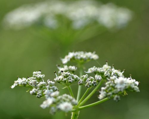 wild carrot flower the delicacy