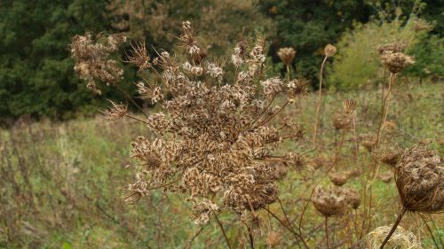 wild carrot faded meadow