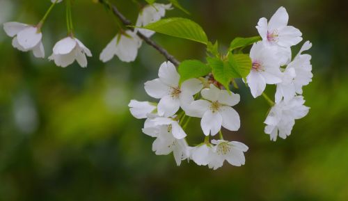 wild cherry cherry blossoms white