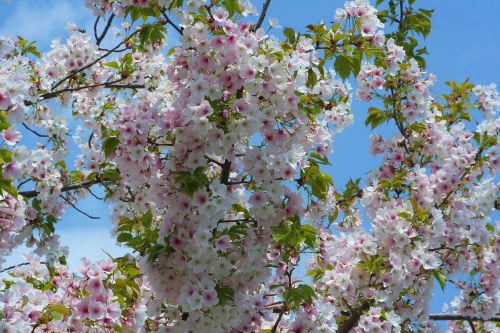 wild cherry cherry blossoms flowers