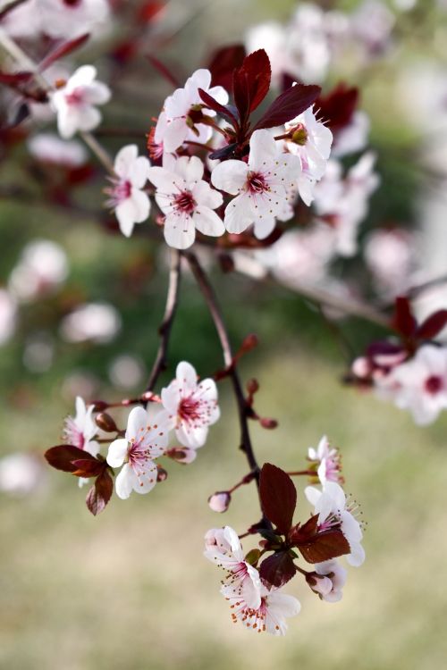 wild cherry blossom white blossom