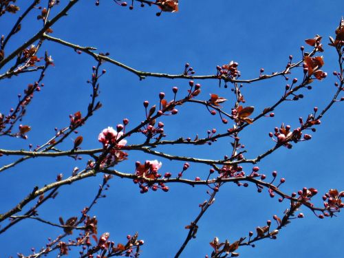 wild cherry blossoms spring blue sky