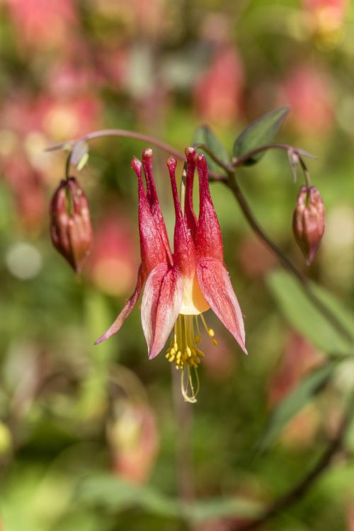 Wild Columbine