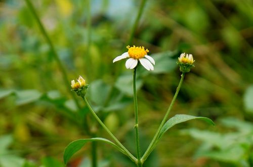 wild daisies white natural