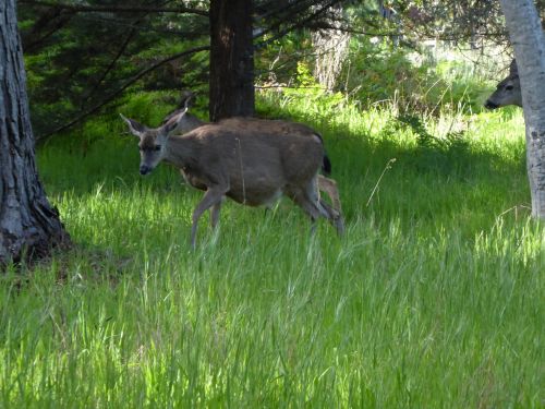 Wild Deer In A Meadow