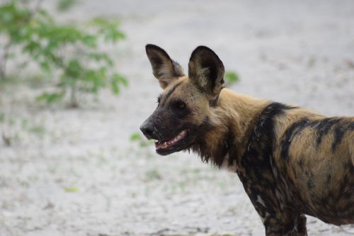 wild dog african wild dog dog