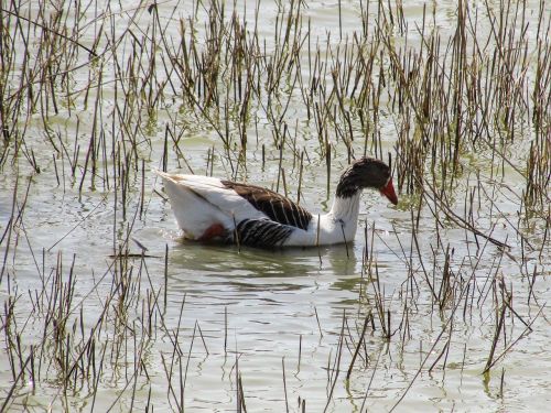 wild duck bird wild