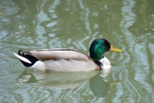 wild duck pond nature