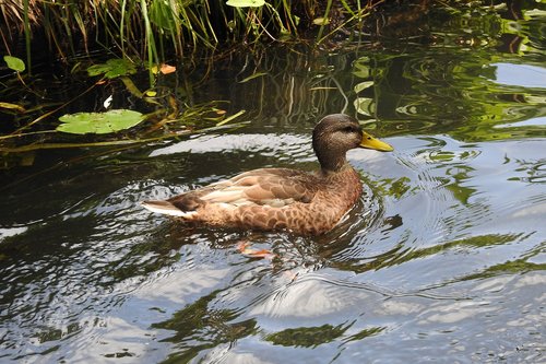 wild duck  water  swimming
