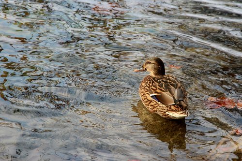 wild duck  water  duck