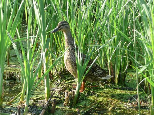 wild duck water reeds