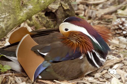 wild duck afternoon rest colorful