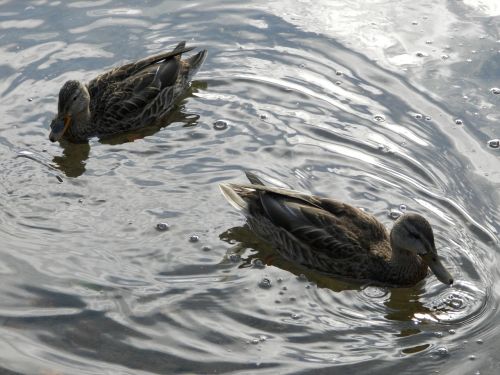 wild ducks lake water