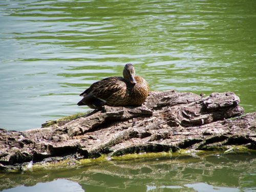 wild ducks waterfowl nature